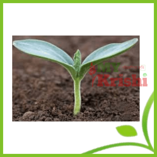 চারা-seedling লাউ চারা- Lau-Bottlel Gourd seedling - Image 1