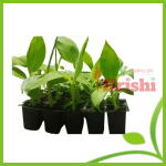 অনুপম কলার চারা- Anupam Banana Seedling