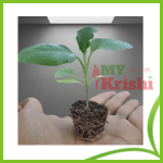 বেগুনের চারা-Brinjal Seedling - Image 2