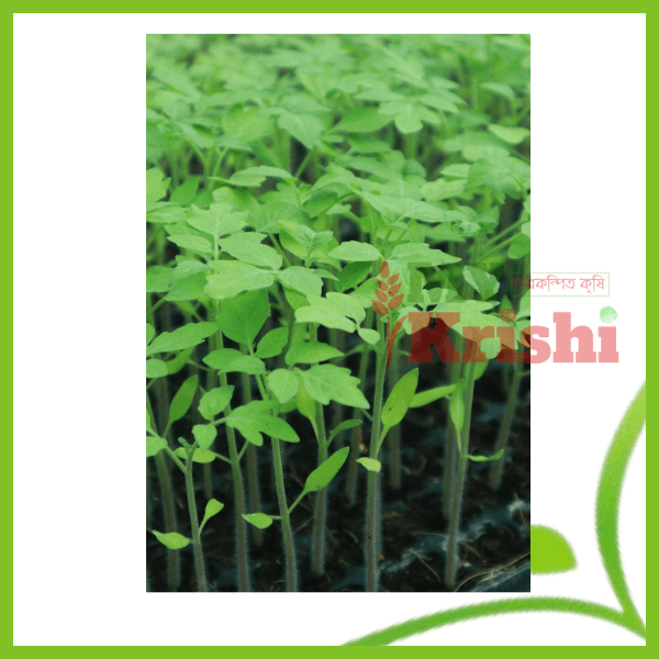 Tomato Seedling- টমেটো চারা টমেটো চারা-Tomato Seedling - Image 1