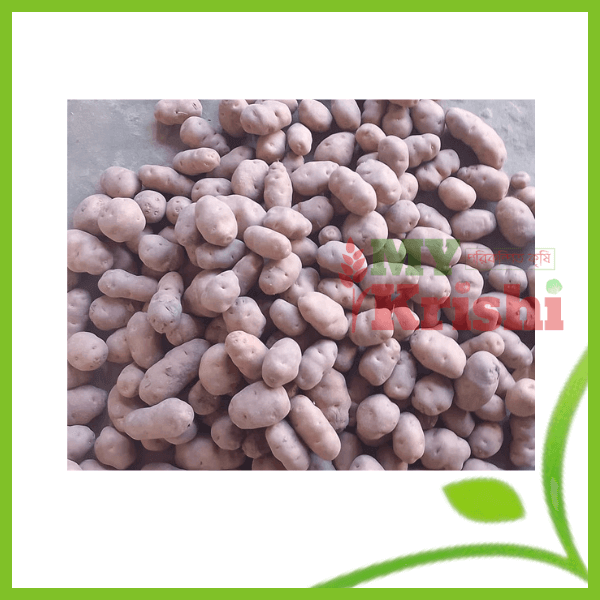 hagrai alu- হাগরাই আলূ2 (2) শীল হাগরাই আলু-Shil Hagrai Potato- ৫ কেজি - Image 1