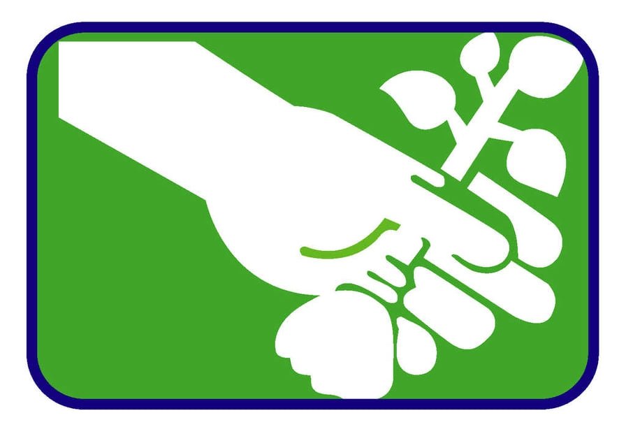 মাসুদ সীড