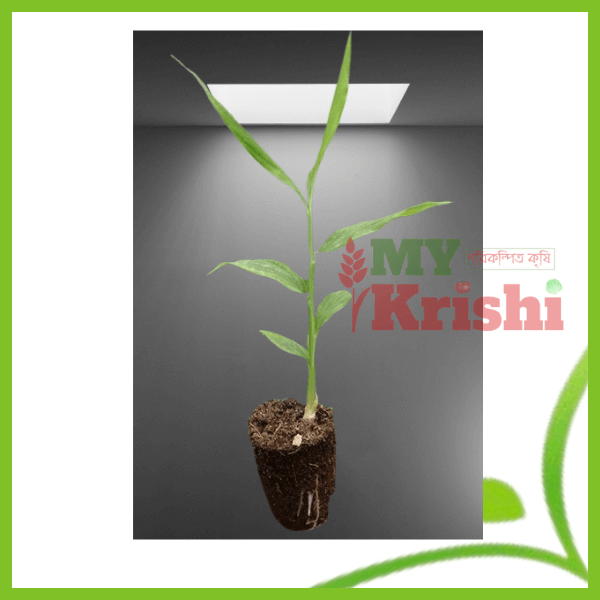 আদার চারা-Ginger Seedling আদার চারা-Ginger Seedling - Image 1