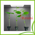 করলার চারা-Bitter Gourd-Seedling
