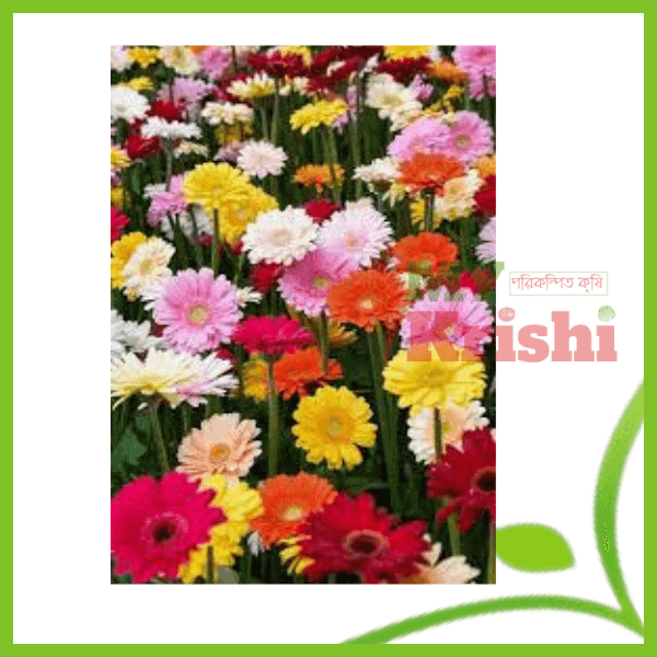 জার্বেরা ফুল-Gerbera Flower জার্বেরা ফুল-Gerbera Flower - Image 1