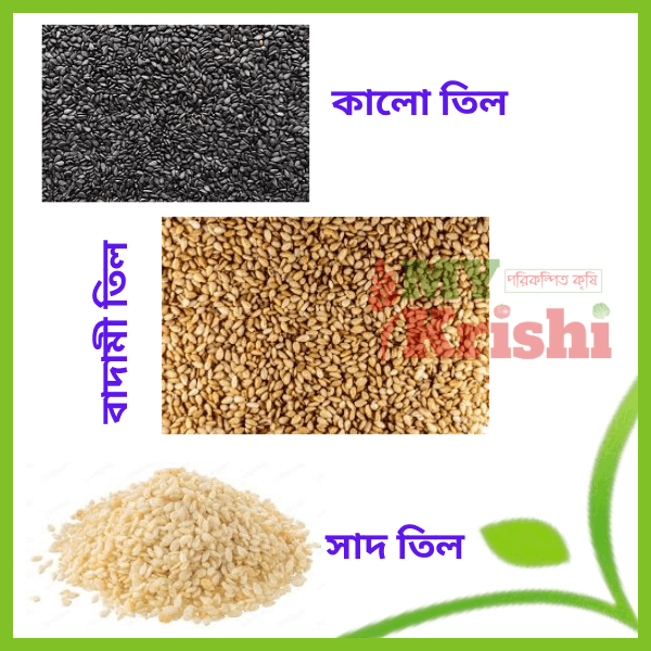 তিল -Seasam তিল- Sesame-Till- ১ কেজি - Image 1