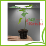 পেঁপের চারা-Papapy Seedlig