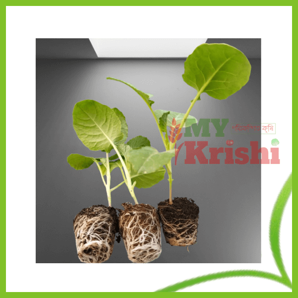 ফুলকপির চারা-Cauliflower Seedling ফুলকপি চারা- Cauliflower Seedling - Image 1