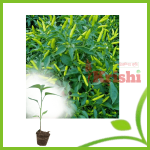 বর্ষালী মরিচের চারা- Rainy Season Chilli Sedling