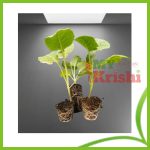 বাধাকপি চারা - Cabbage Seedling