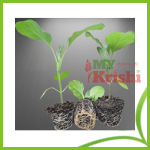 বেগুনের চারা-Brinjal Seedling