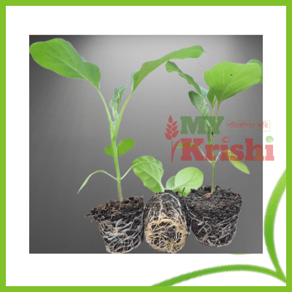 বেগুনের চারা- Brinja Seedling বেগুনের চারা-Brinjal Seedling - Image 1