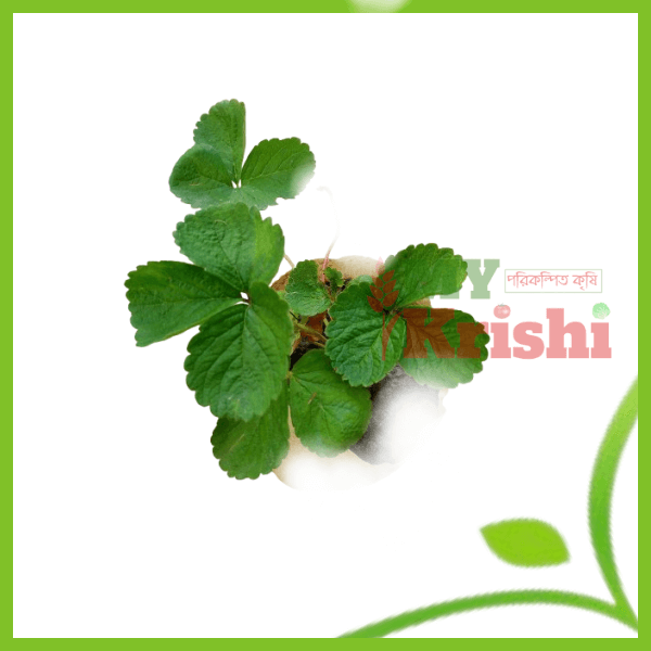 স্ট্রবেরী চারা-Strawberry Seedling স্ট্রবেরী চারা-Strawberry Seedling - Image 1