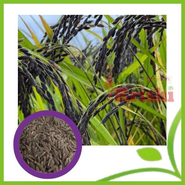 ব্লাক রাইস বীজ-Black Rice Seed-১ কেজি - My Krishi