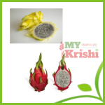 ড্রাগন ফল- Dragon Fruit ১ কেজি