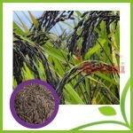 ব্লাক রাইস বীজ-Black Rice Seed-১ কেজি