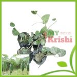 পটলের চারা-Potol Chara