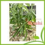 কেরালা শিম বীজ- Kerala Been Seed- ১০ গ্রাম