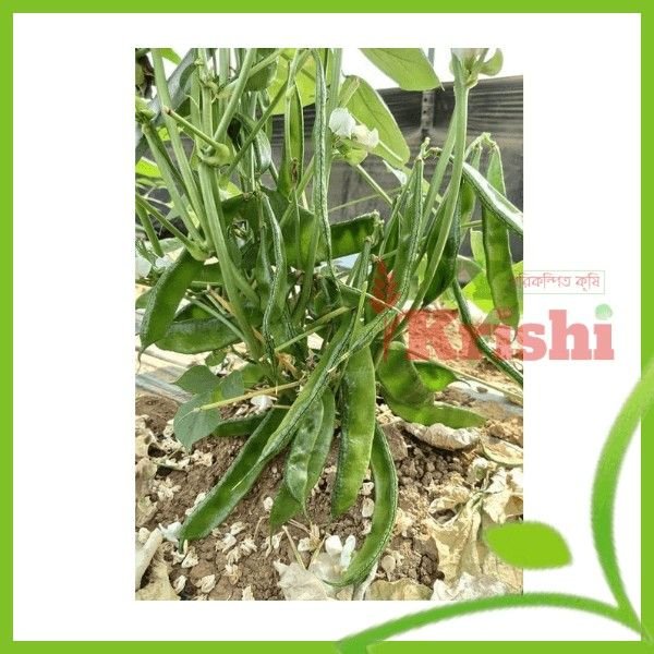 কেরালা সীম বীজ- Kerala Been Seed কেরালা শিম বীজ- Kerala Been Seed- ১০ গ্রাম - Image 1